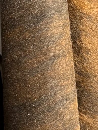 Close-up of a brindle cowhide