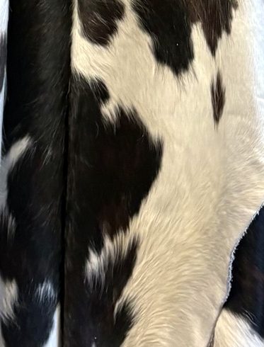 Close-up of a black & white cowhide