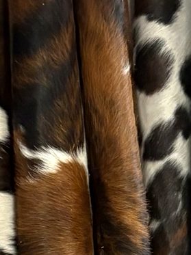 Close-up of a tricolor cowhide
